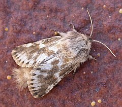 Garlic Mottled - Dyspessa ulula © Teresa Farino
